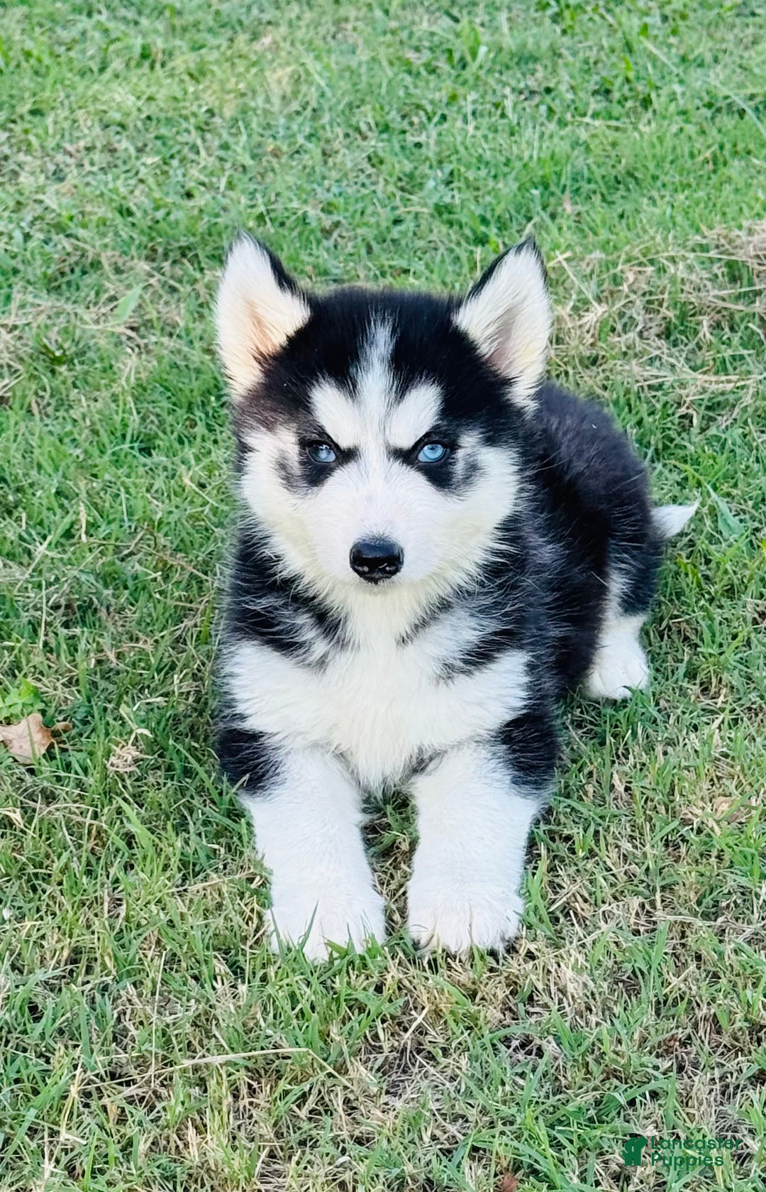 Siberian Husky dogs for sale: Siberian Husky Puppy 2 - Ad 9