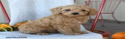 Cockapoo dogs for sale: Biscuit - Ad 3