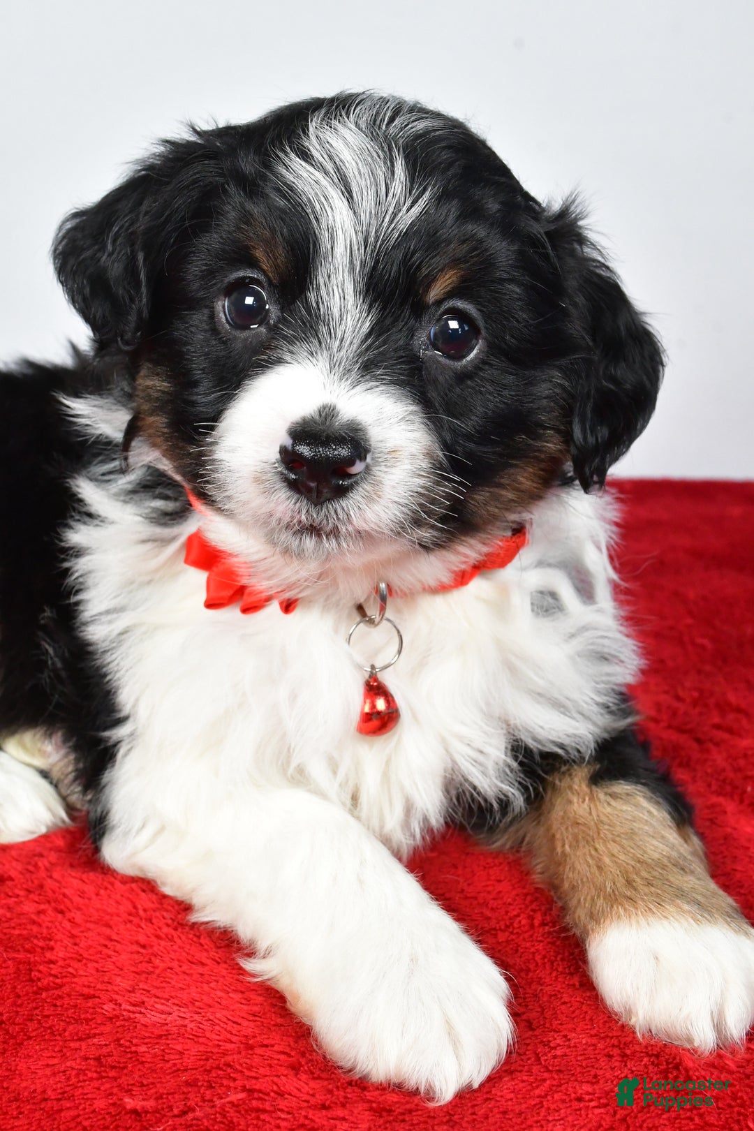 Mini Aussiedoodle dogs for sale: Sabrina - Ad 7
