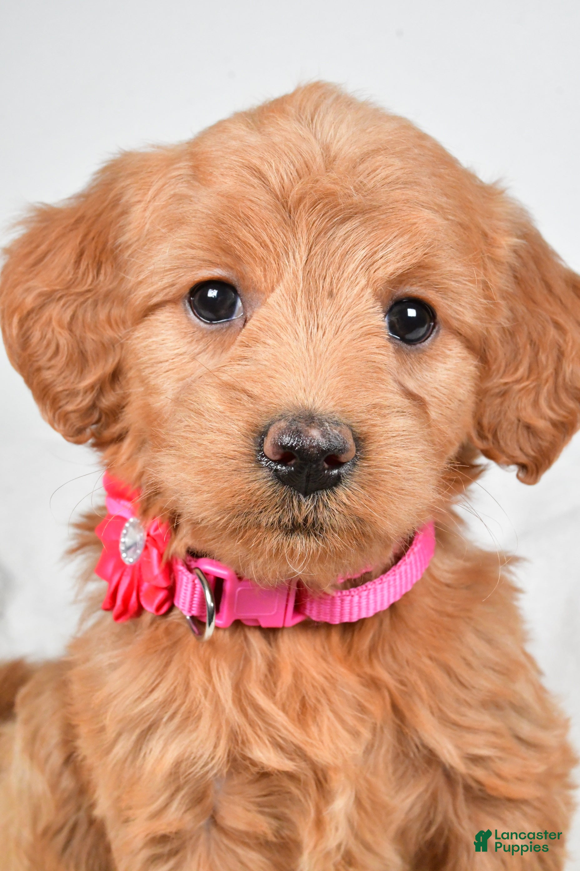 Mini Goldendoodle dogs Briella - Ad 37