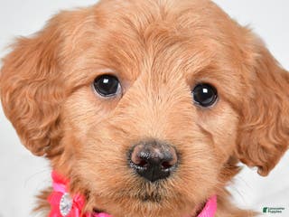 Mini Goldendoodle dogs Briella - Ad 28