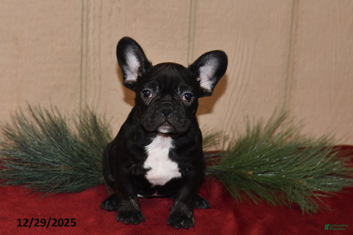 French Bulldog dogs Rosie - Ad 3