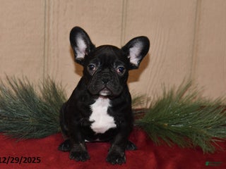 French Bulldog dogs Rosie - Ad 3