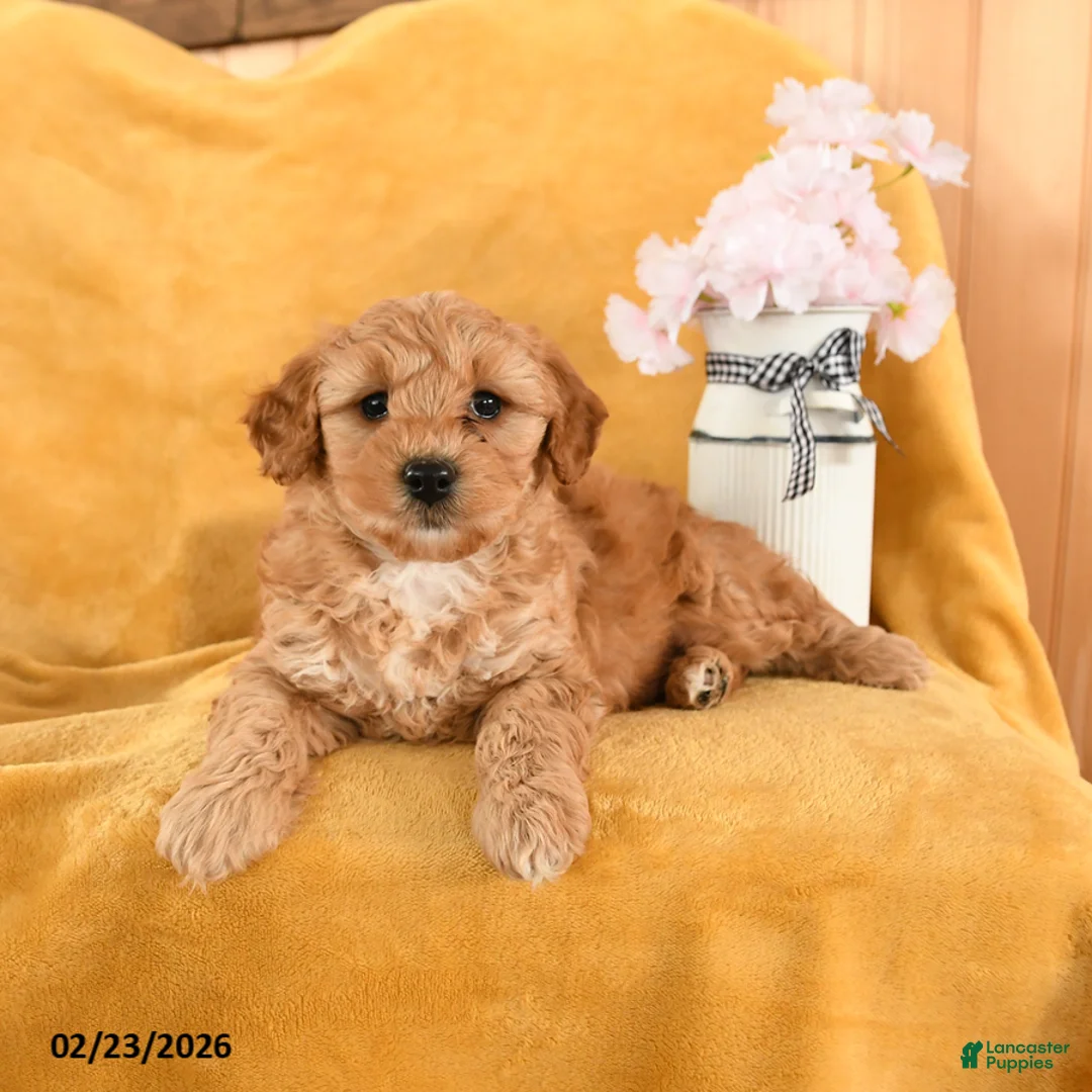 Cavapoo dogs for sale: Crumb - Ad 2