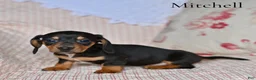 Miniature Dachshund dogs for sale: Mitchell  - Ad 3