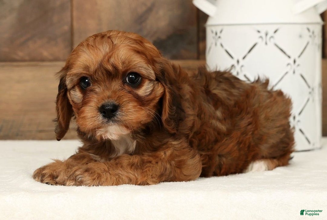 Cavapoo dogs for sale: Cathy - Ad 8