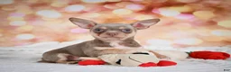 Chihuahua dogs for sale: Maxxy - Ad 7