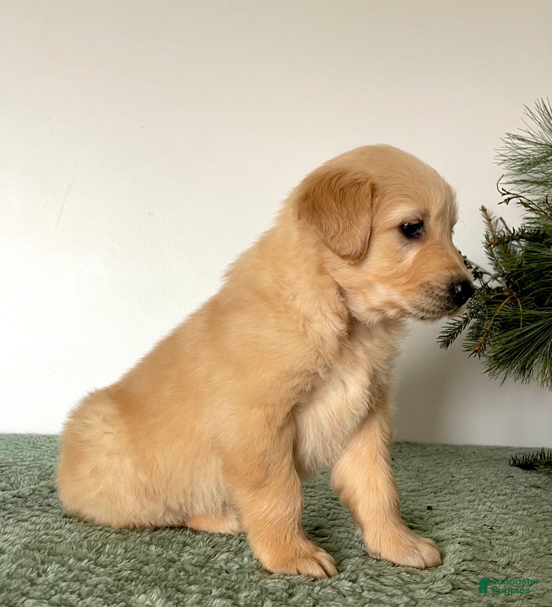 Golden Retriever dogs for sale: Duke - Ad 3