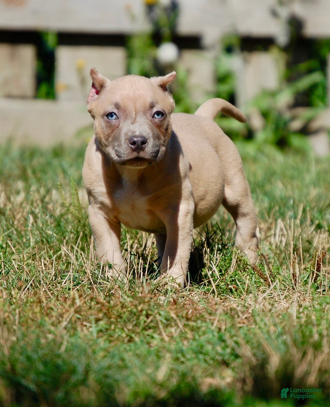 American Bully dogs for sale: Fawn Male 1 - Ad 9