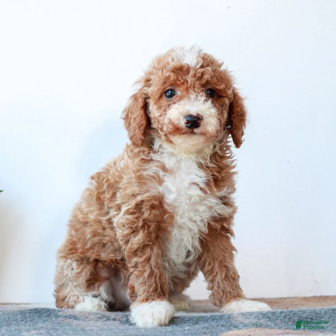 Miniature Poodle dogs for sale: Carter  - Ad 2