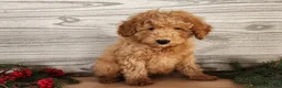 Mini Goldendoodle dogs for sale: Houston - Ad 4