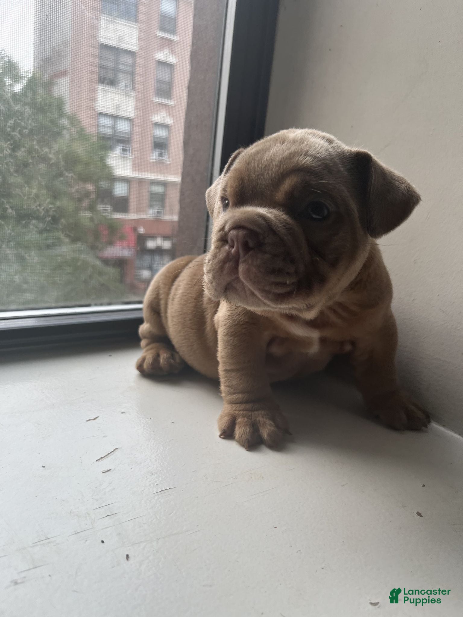 Mixed Breed dogs KING - Ad 2