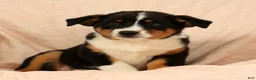 Australian Shepherd dogs for sale: Zoey - Ad 4