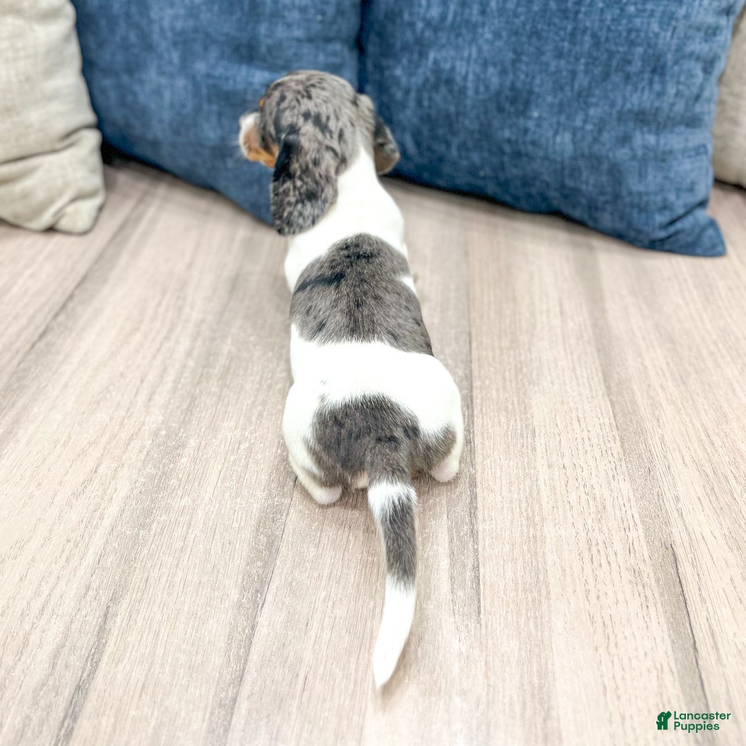 Miniature Dachshund dogs for sale: Baxter - Ad 6