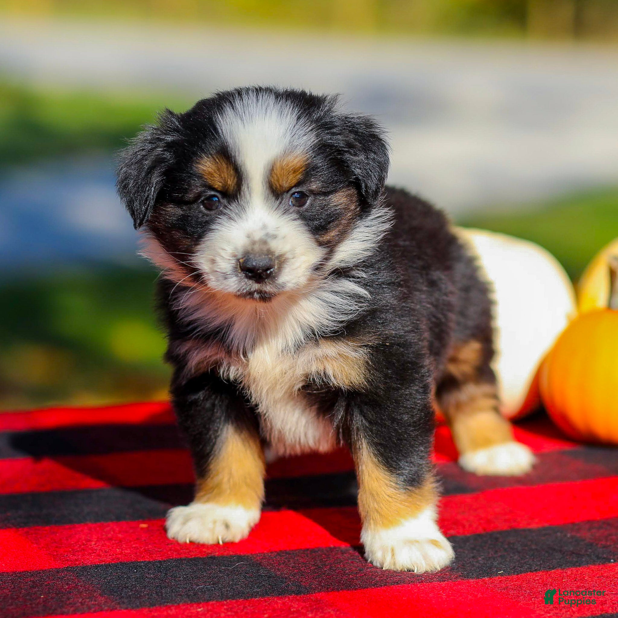Miniature Australian Shepherd dogs for sale: April - Ad 2