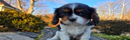 Cavalier King Charles Spaniel dogs for sale: Vivian - Ad 11