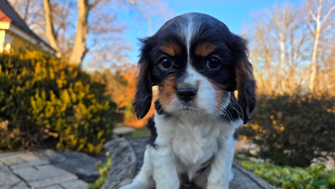 Cavalier King Charles Spaniel dogs for sale: Vivian - Ad 11