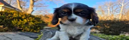 Cavalier King Charles Spaniel dogs for sale: Vivian - Ad 11