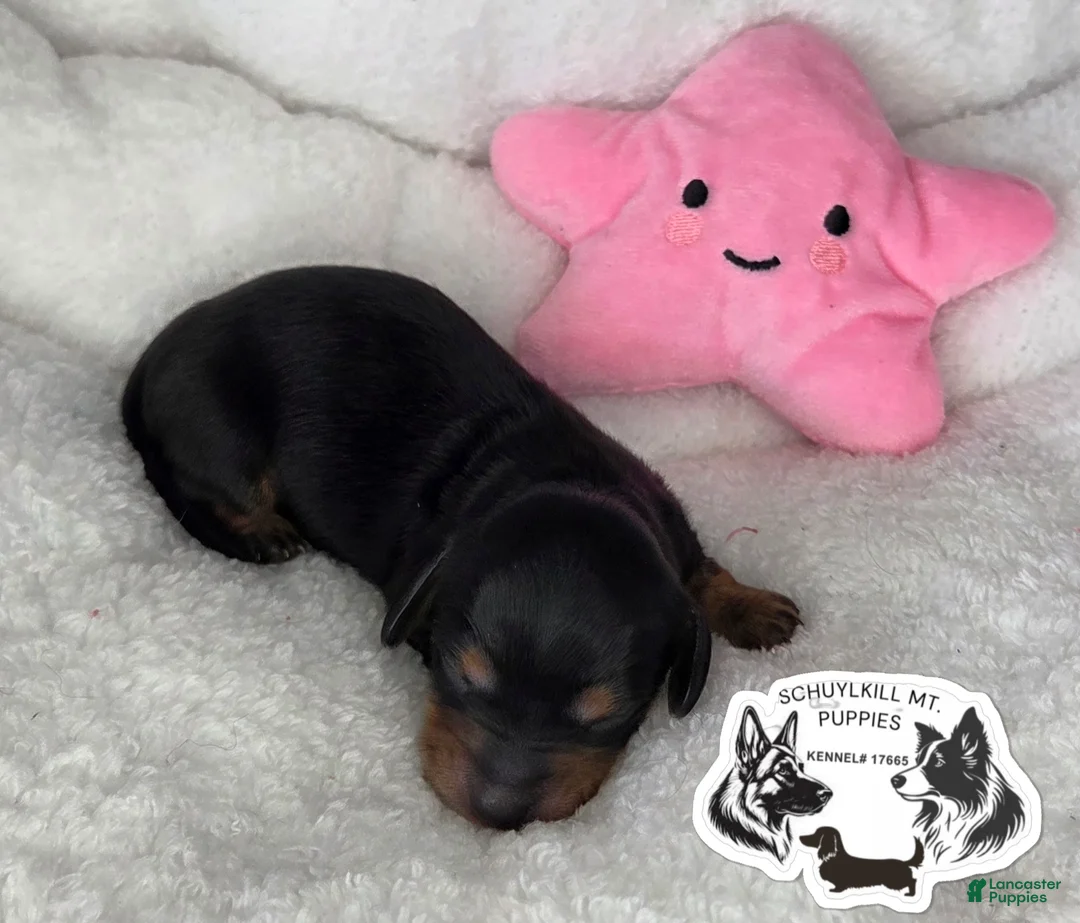 Miniature Dachshund dogs for sale: Mabel - Ad 1