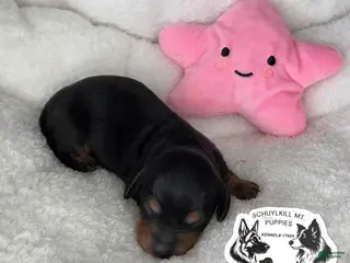 Miniature Dachshund dogs Mabel - Ad 39