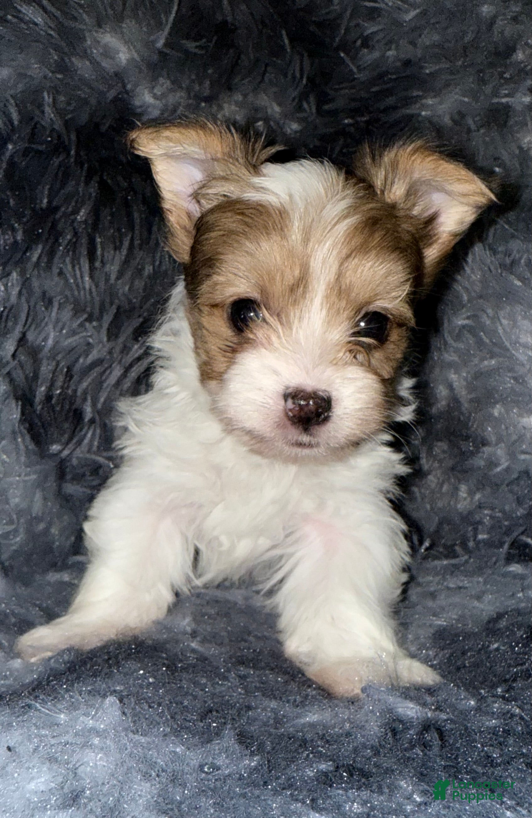 Yorkshire Terrier dogs Blaze - Ad 20