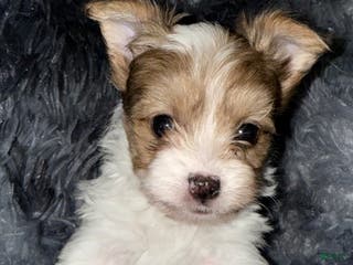 Yorkshire Terrier dogs Blaze - Ad 20