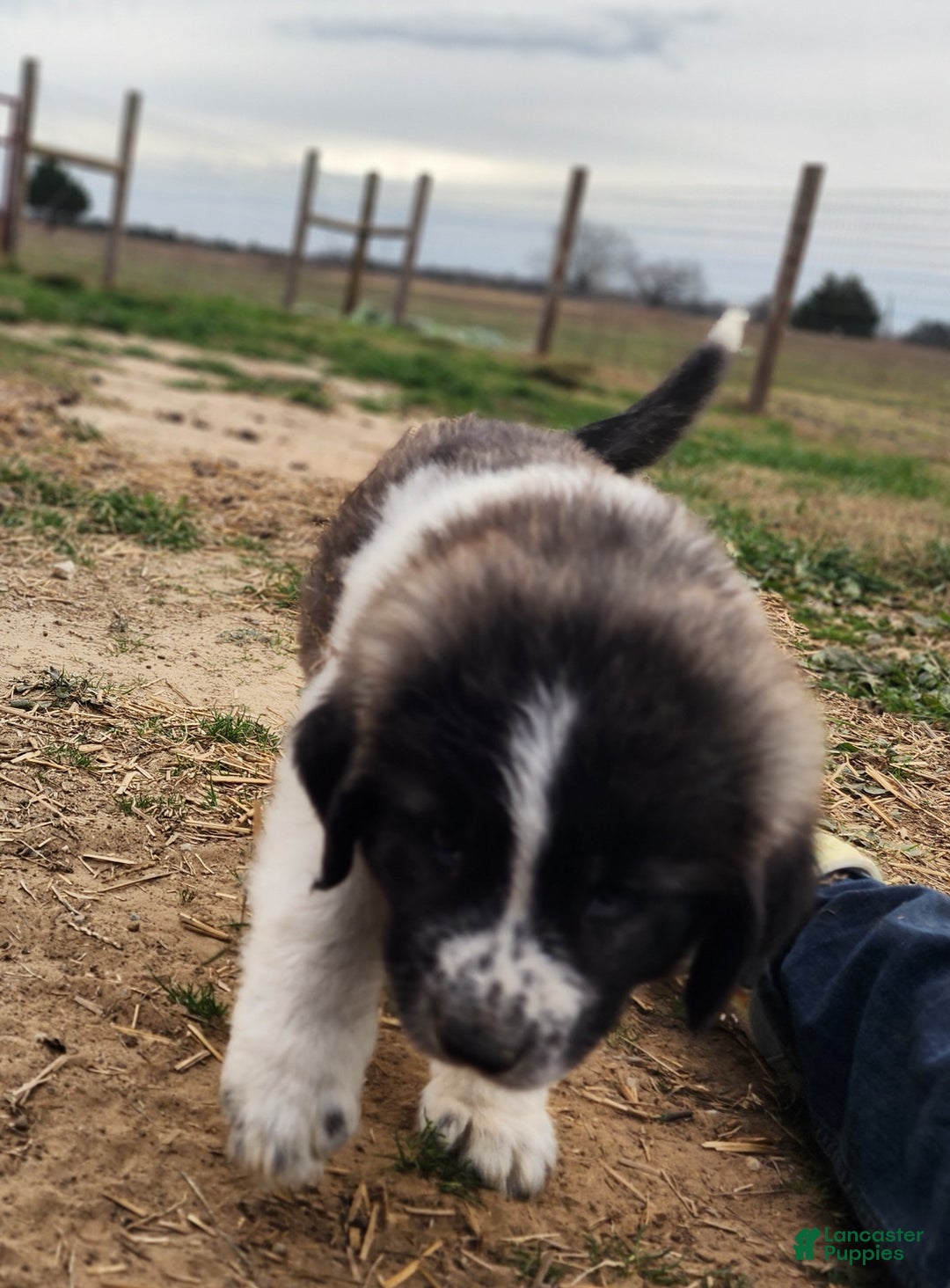 Anatolian Shepherd dogs for sale: Zena 2025 M2 ASD puppy - Ad 16