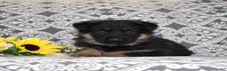 German Shepherd dogs for sale: Atlas - Ad 3
