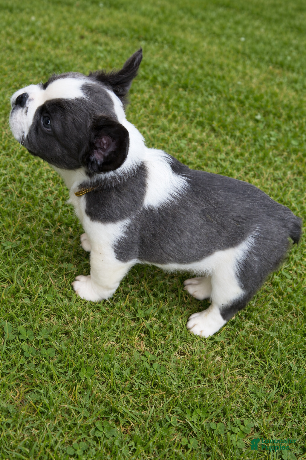 French Bulldog dogs for sale: April - Ad 8