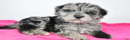 Yorkiepoo dogs for sale: Laci - Ad 7