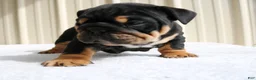 English Bulldog dogs for sale: Buddy  - Ad 3