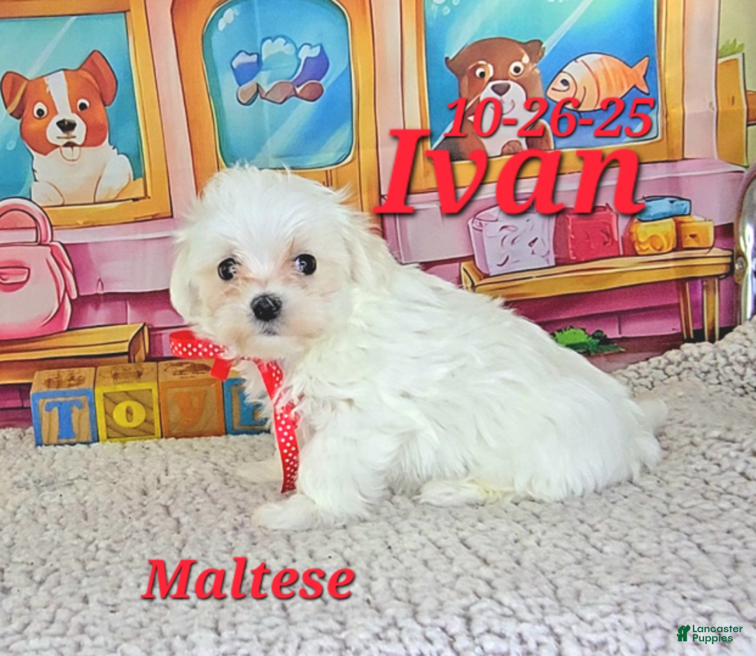 Maltese dogs for sale: Ivan - Ad 5