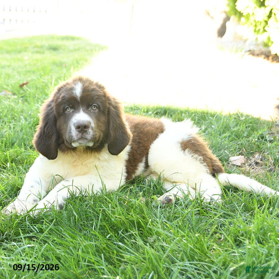 Newfoundland dogs Moraine - Ad 2