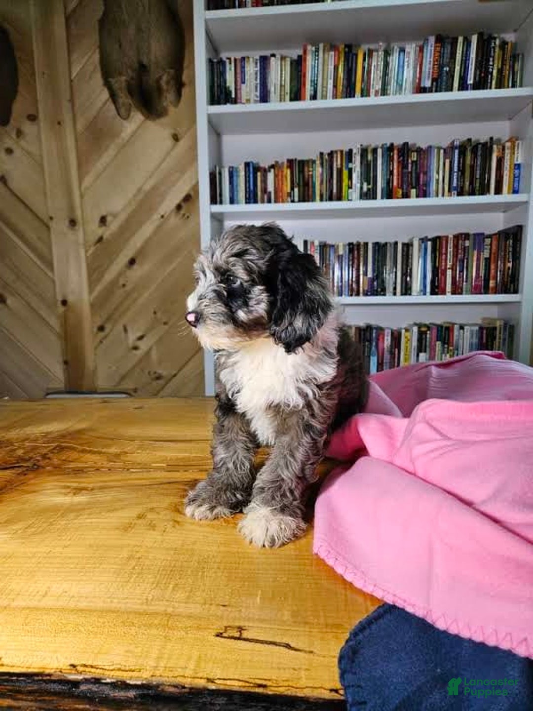 Mixed Breed dogs for sale: Ruby - Ad 5