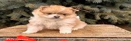 Pomeranian dogs for sale: Anna - Ad 1
