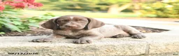 German Shorthaired Pointer dogs for sale: Alisa - Ad 3