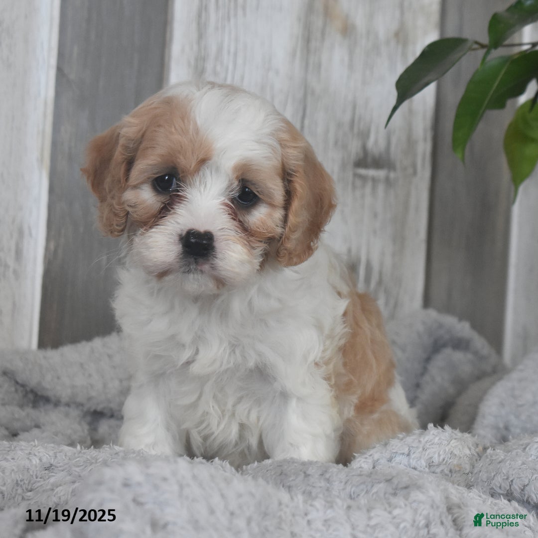 Cavapoo dogs for sale: Jenny - Ad 5