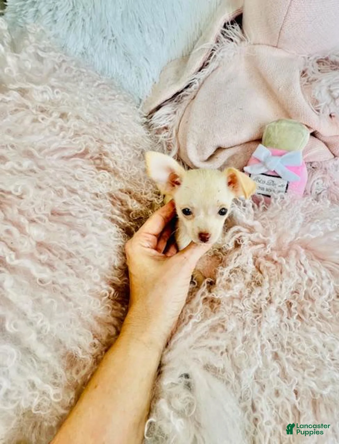 Chihuahua dogs for sale: Chihuahua Puppy 1 - Ad 2