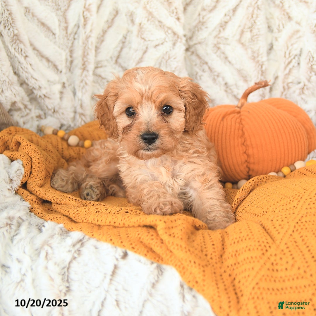 Cavapoo dogs for sale: Dickie - Ad 8