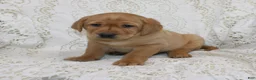 Labrador Retriever dogs for sale: Rocky - Ad 1