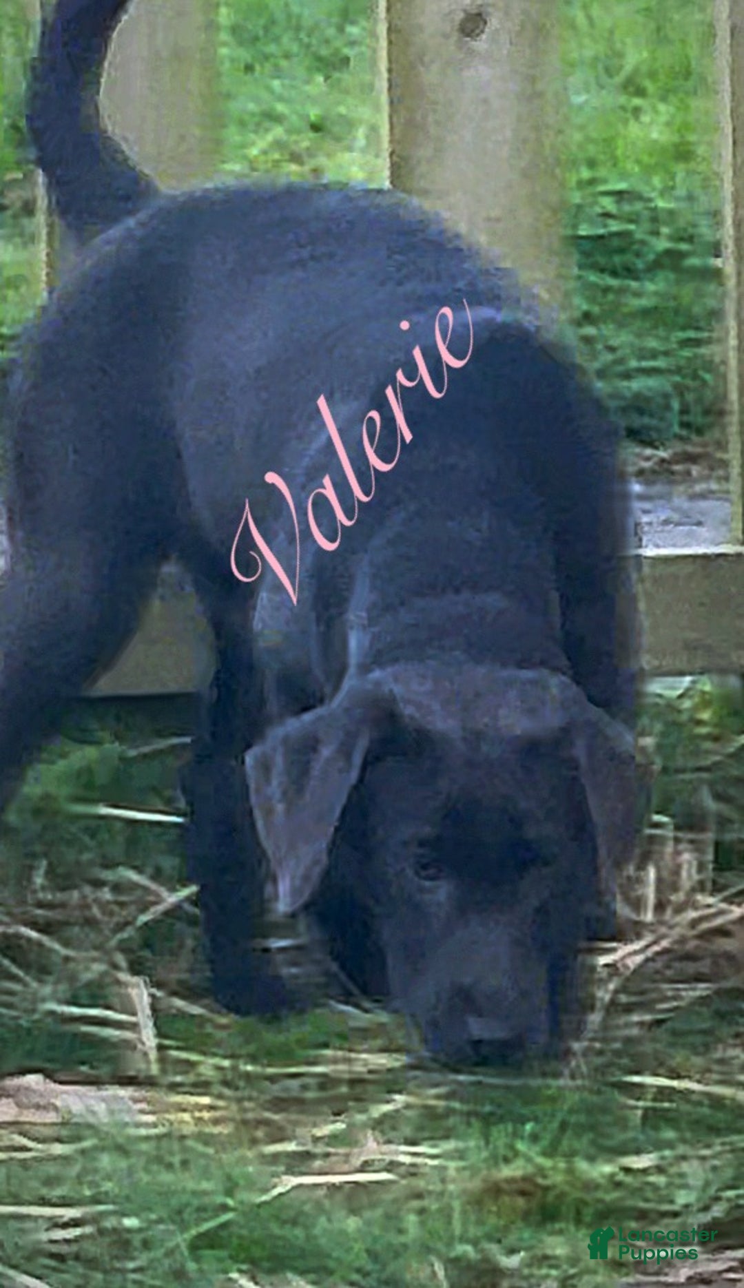 Labrador Retriever dogs for sale: Labrador Retriever Puppy 1 - Ad 3