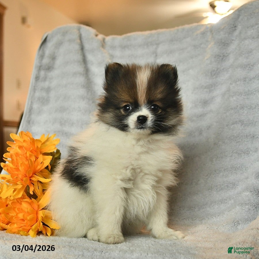 Pomeranian dogs Dusty  - Ad 1