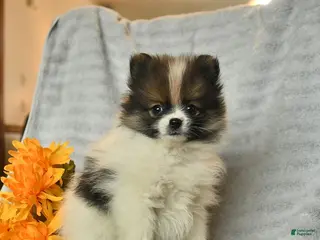 Pomeranian dogs for sale: Dusty - Ad 1