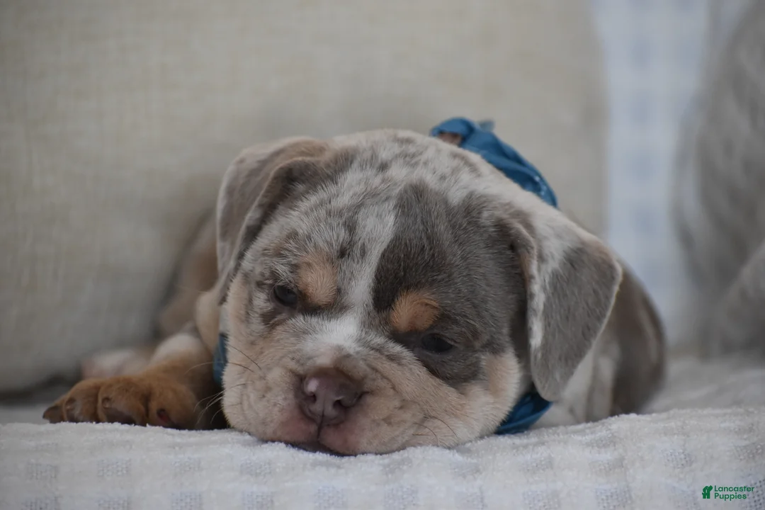 Beabull dogs for sale: Foster - Ad 10