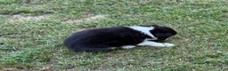 Australian Shepherd dogs for sale: Daisy - Ad 4