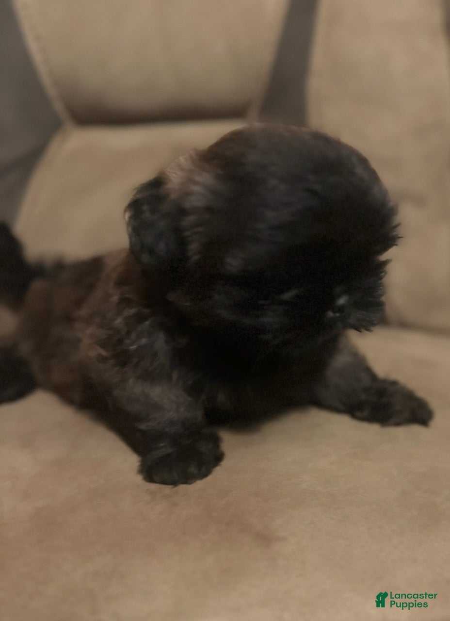 Shih Tzu dogs Scooter - Ad 2