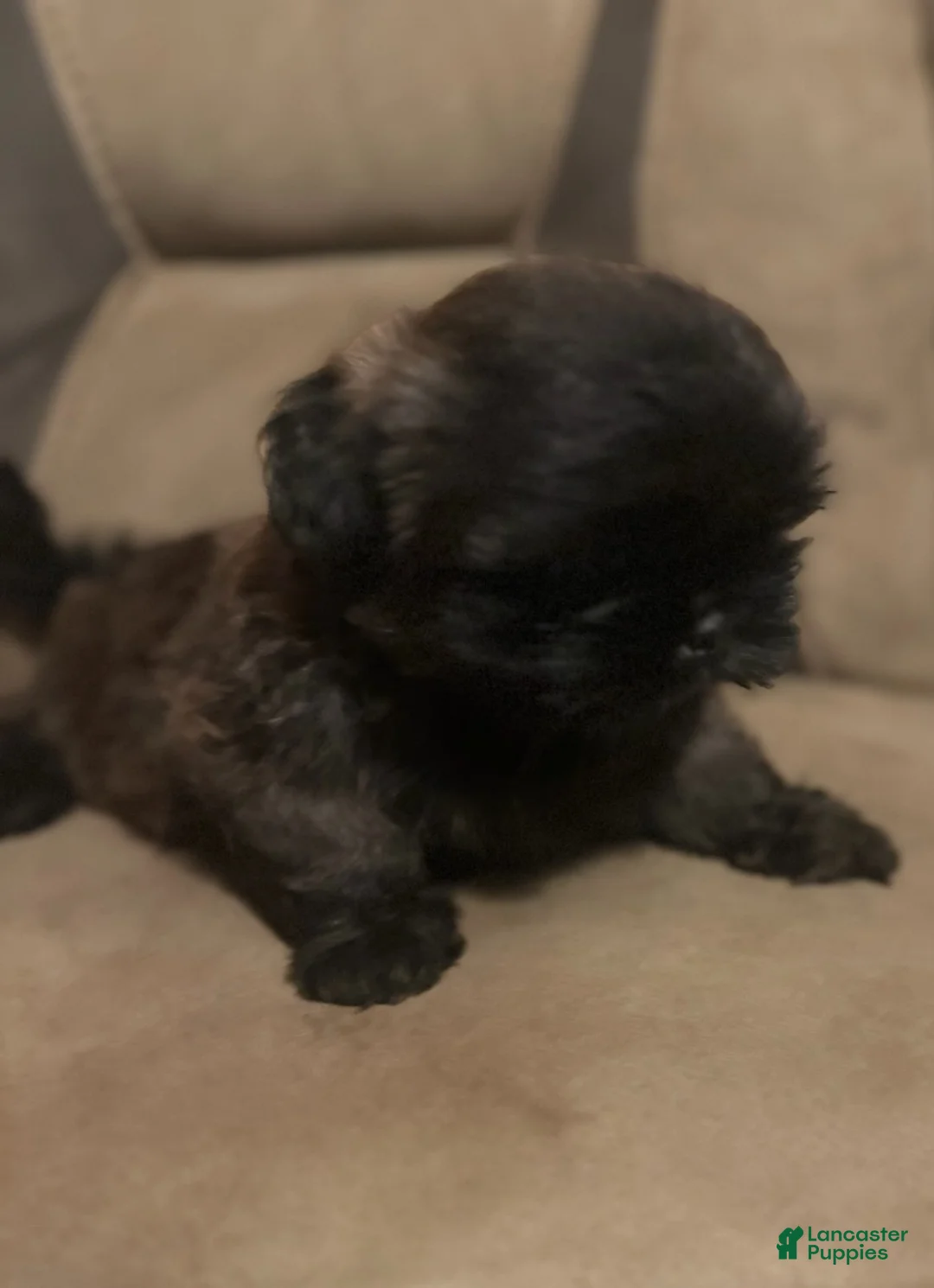 Shih Tzu dogs for sale: Scooter - Ad 2