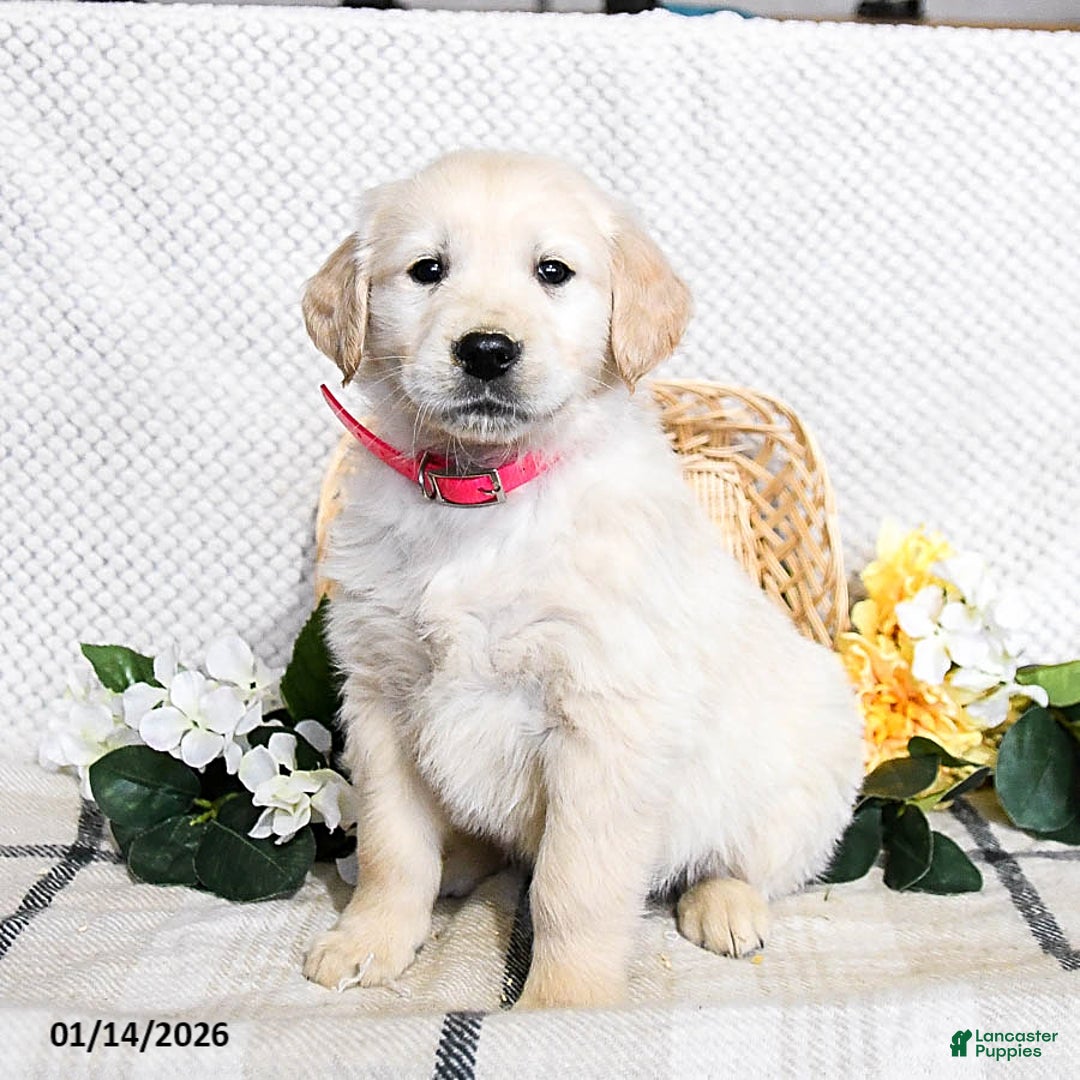 Golden Retriever dogs for sale: Sawyer - Ad 1