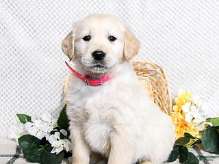 Golden Retriever dogs Sawyer - Ad 21