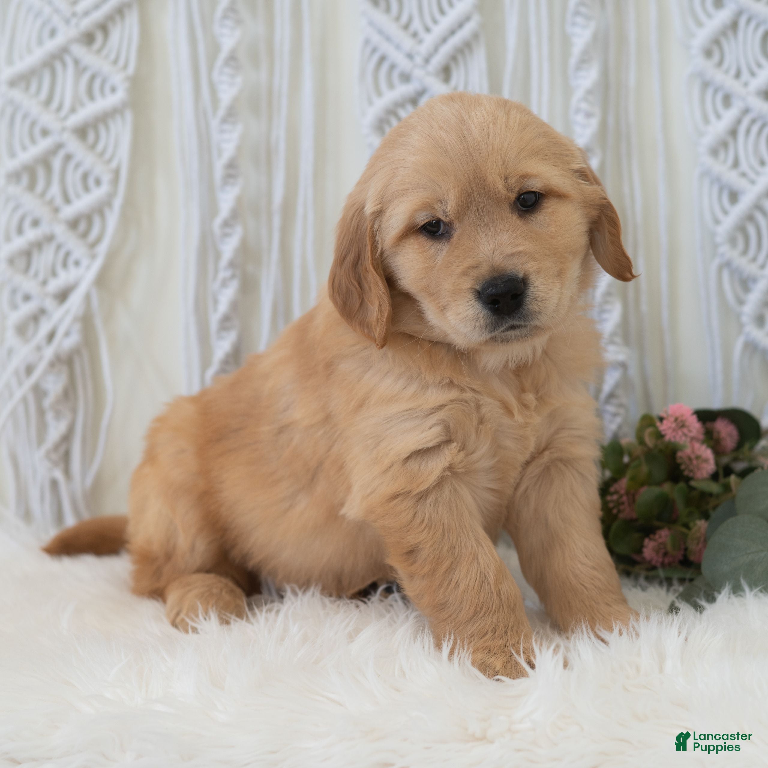 Golden Retriever dogs Sebastian  - Ad 2